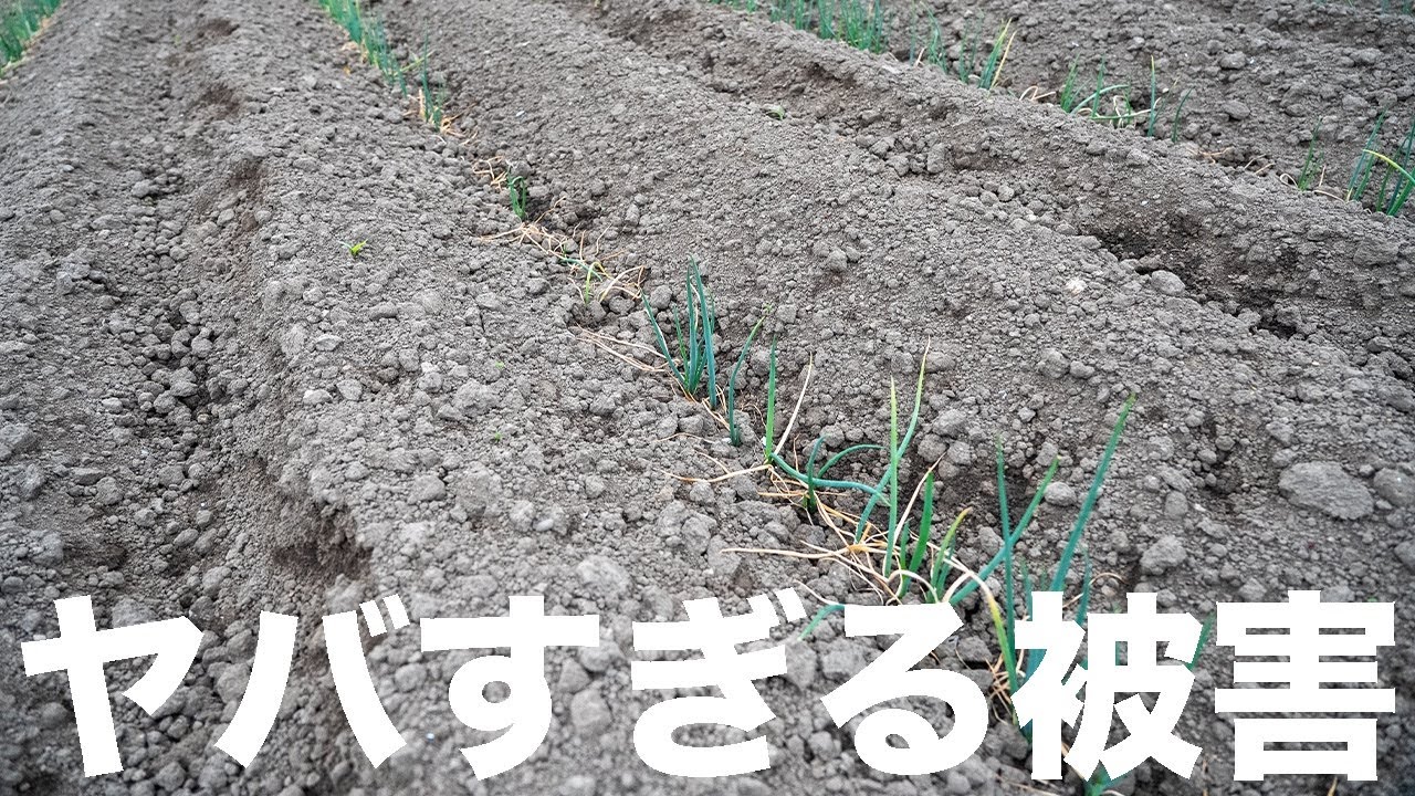 【ネギが消える！？】今年はアレの被害が多すぎて収量減確定！？