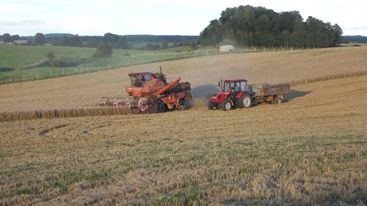 Javapjūtė Žemaitijoje