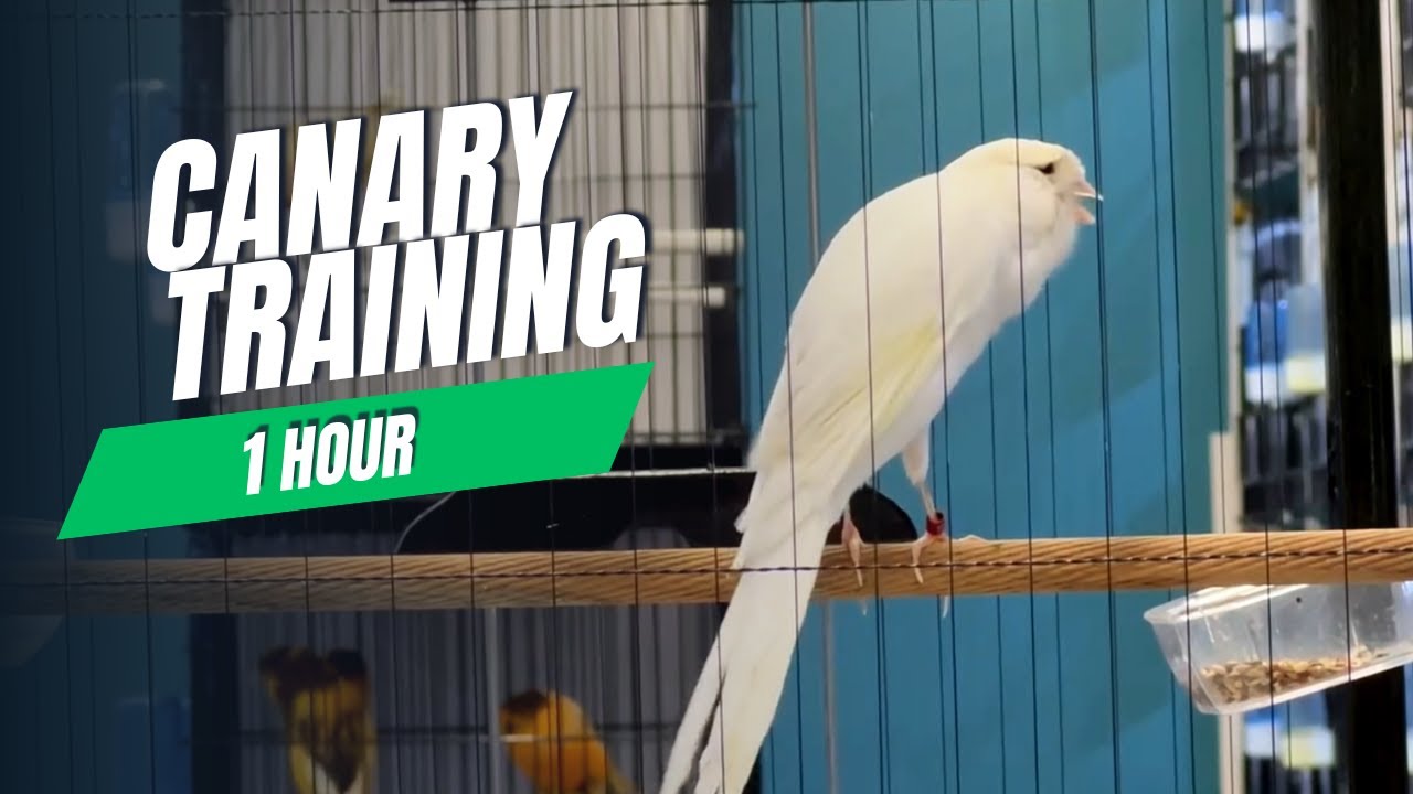 The Most Spectacular Canary Training‼️ Canary Singing Very Loud 🐦 | Bird Sound 1 Hour
