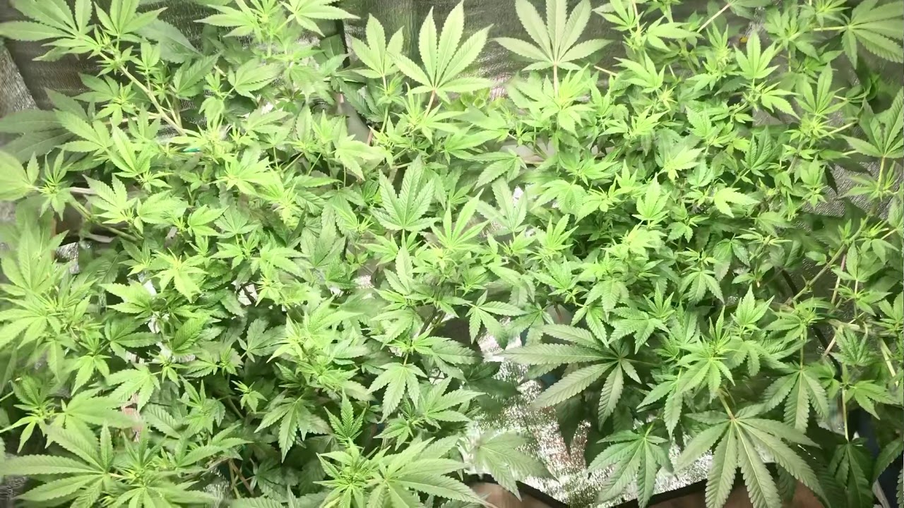 Tuna Kush grow
