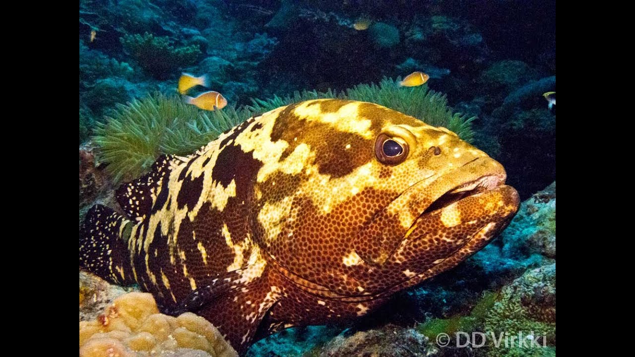 Camouflage Grouper-  Epinephelus polyphekadion