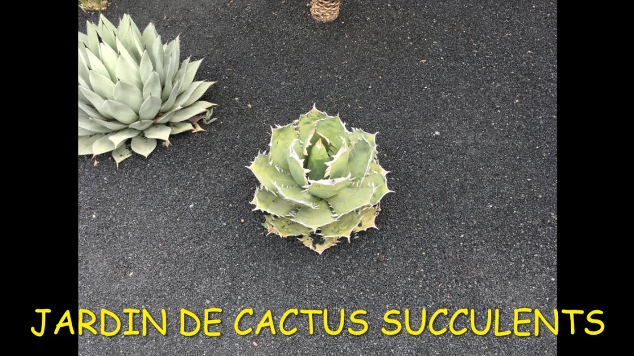 Jardin de Cactus - Mainly Succulents #canaryislands #lanzarote #jardin