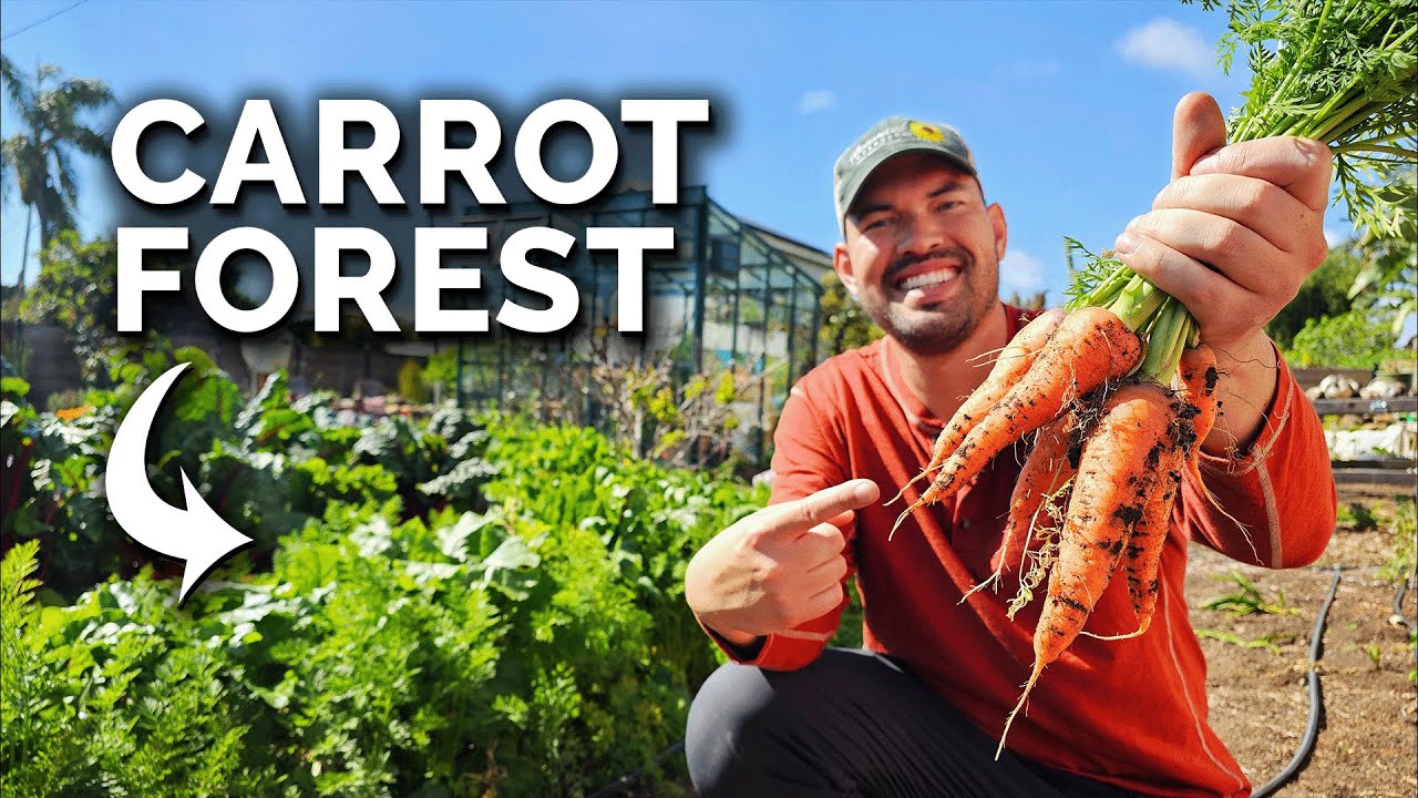Sharing My Carrot Growing Secrets...