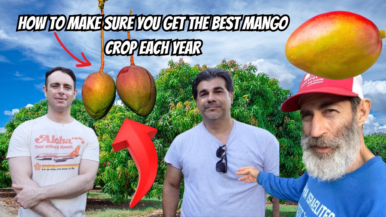 The Biggest Mistake When Choosing a Mango Tree to Plant (Avoid This!)