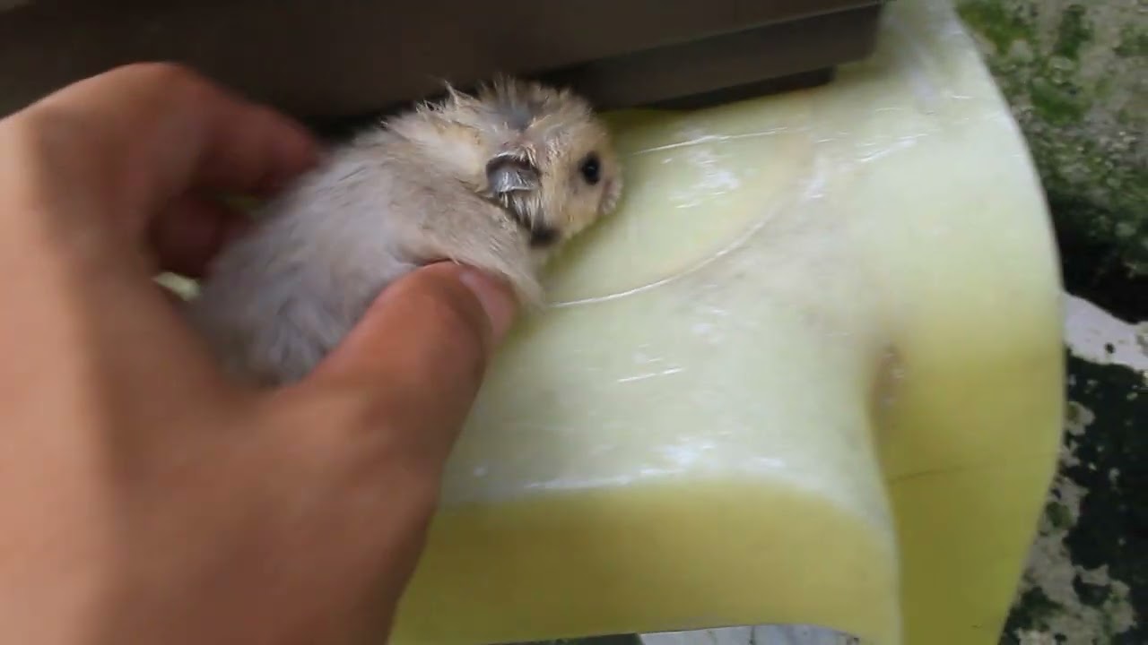 INI DIA HAMSTER 