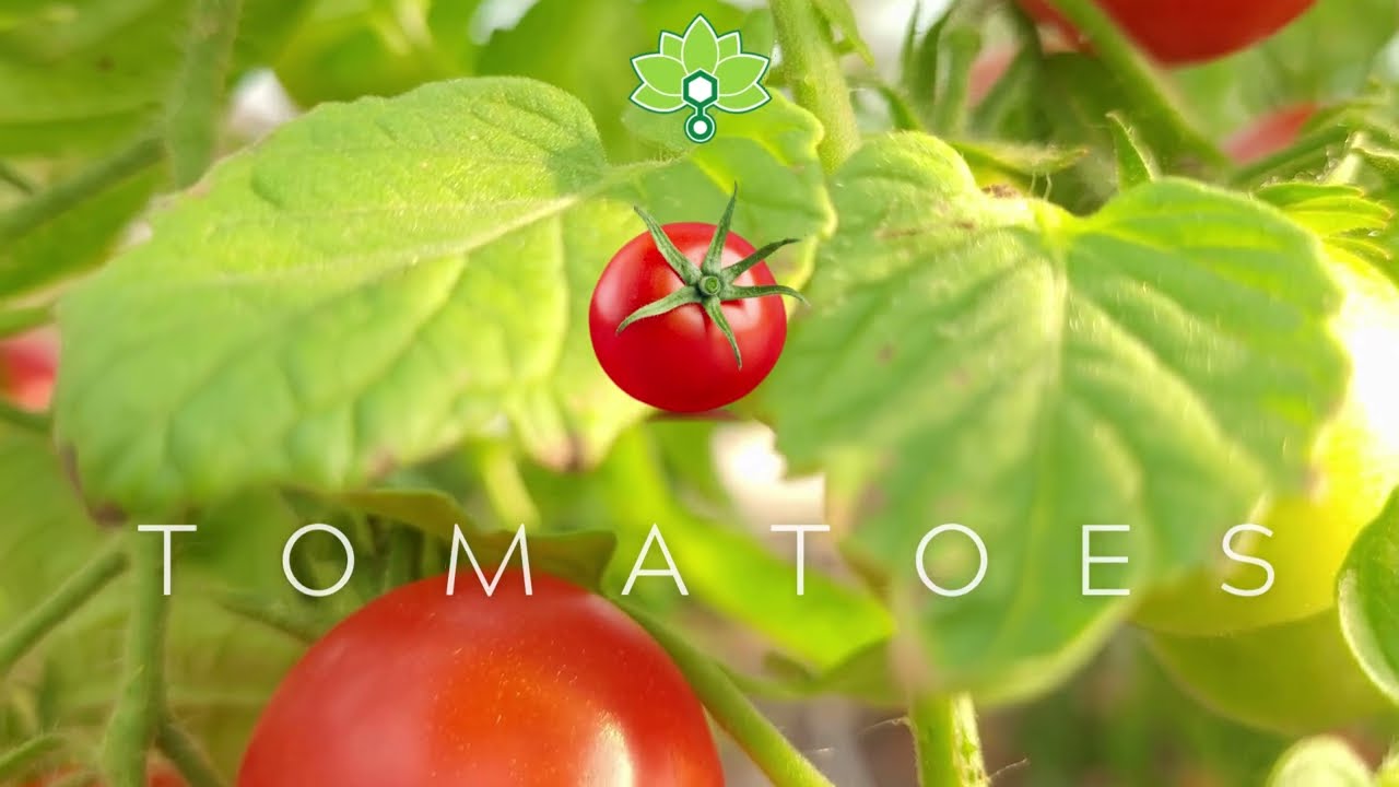How to Grow Bigger Tomatoes with Rooted Leaf Agritech #tomato #fertilizer #planthealth #gardening
