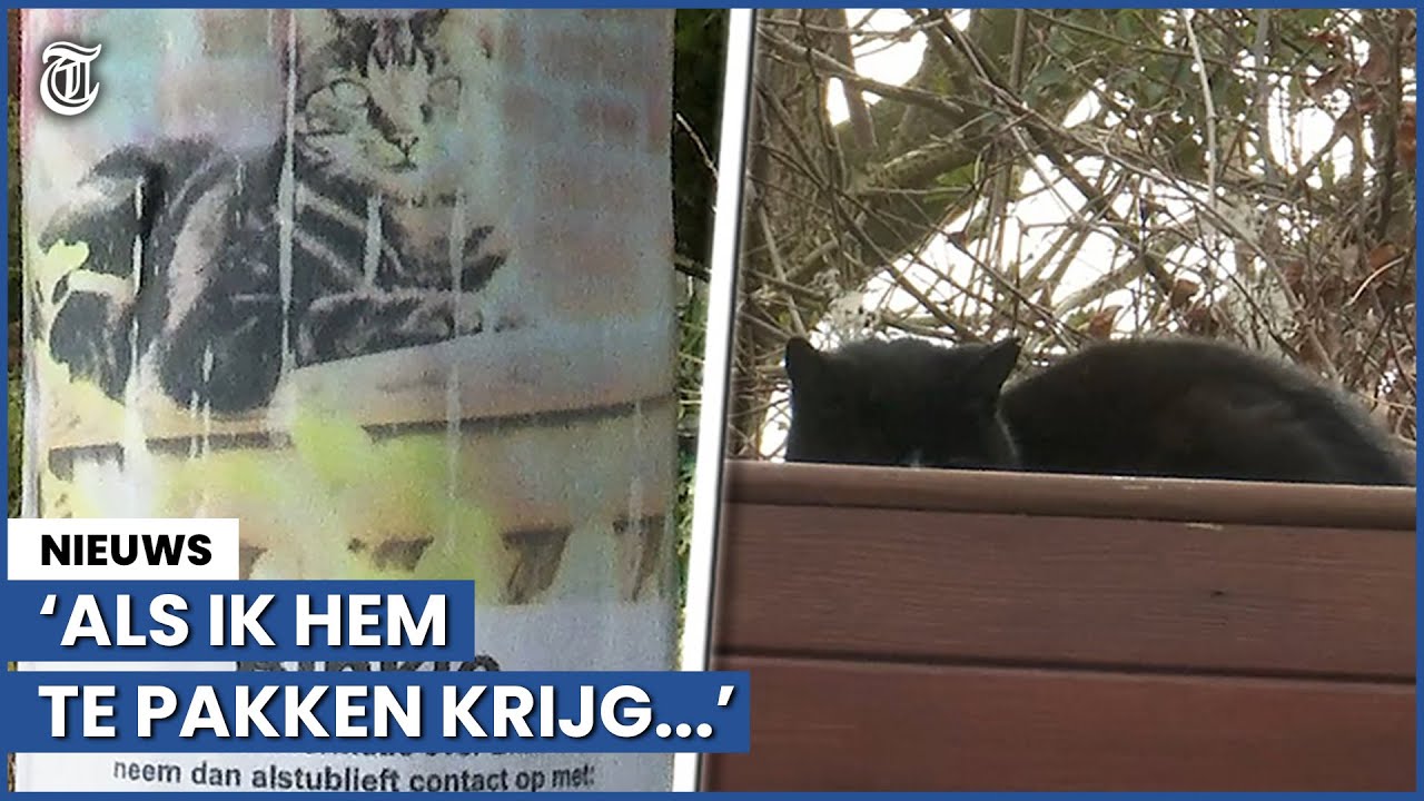 Katteneigenaar in tranen: 'Moordenaar hier actief!’