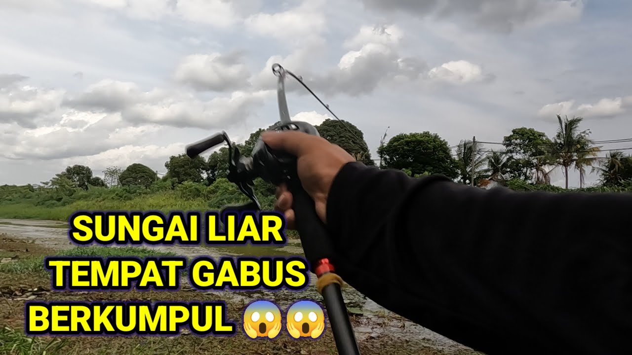 SUNGAI LIAR || TEMPAT IKAN BERKUMPUL || CASTING GABUS SUNGAI LIAR MALAYSIA-Nf.#15