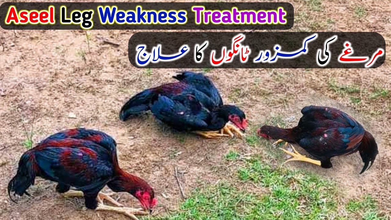 aseel weak legs treatment - kamzor tango ka ilaj - aseel leg problem by HC Birds Information