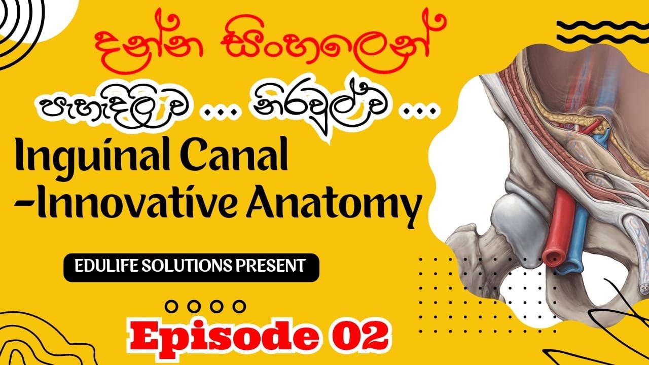 Inguinal canal | Innovative Anatomy | Episode 02 | Sinhala | EduLIFE Solutions
