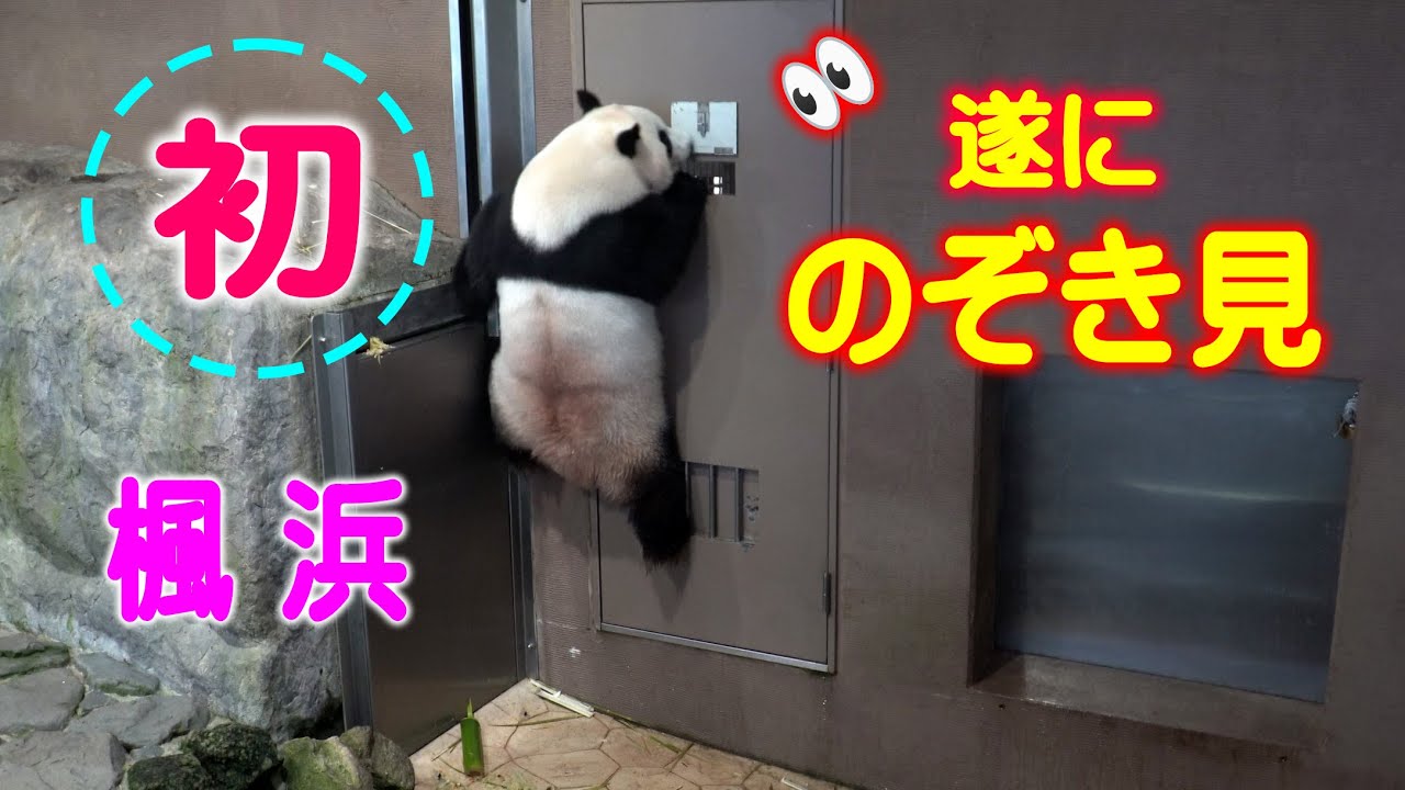 【そこにいるの わかってまつよ】子パンダ楓浜の体内時計が炸裂 枠にスッポリ 上窓から初覗き