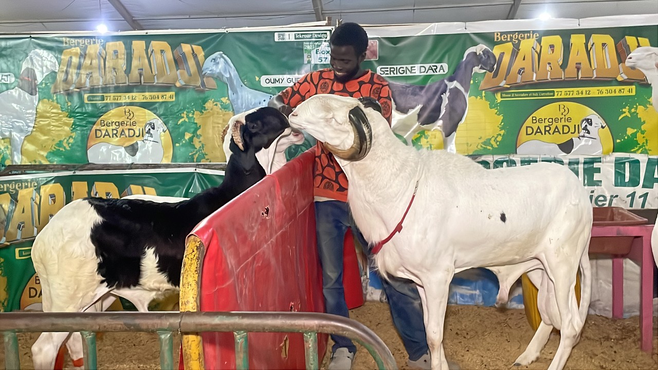 SERIGNE DAHRA VICE CHAMPION AGNEAU REIT