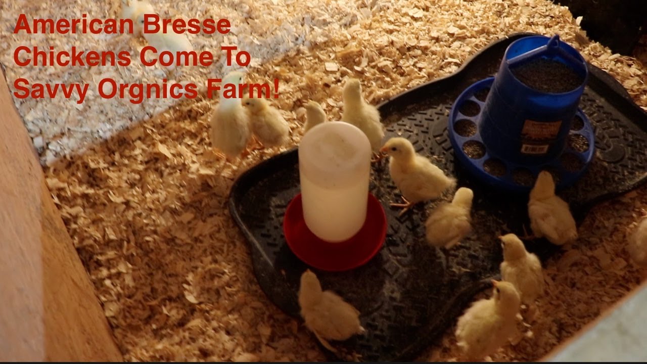 American Bresse Chickens Come To The Homestead