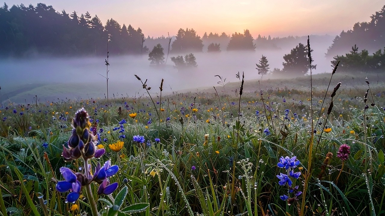 Misty Meadow Spring Ambience | Early Morning Birds, Bees, Cuckoo Calls for Focus & Tranquility