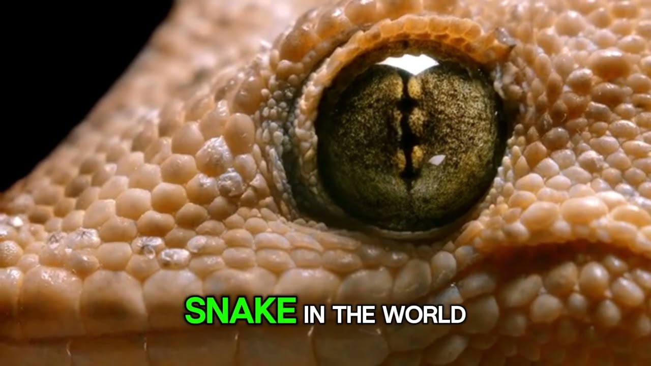 Why the King Cobra Rules the Snake World