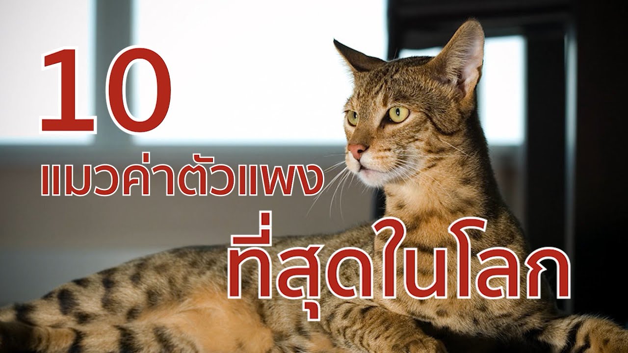 10 แมวค่าตัวแพงที่สุดในโลก