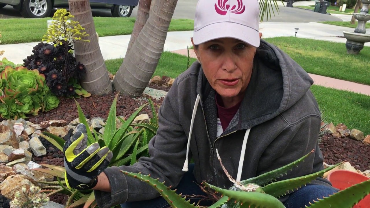How to Deal with Overgrown Succulents