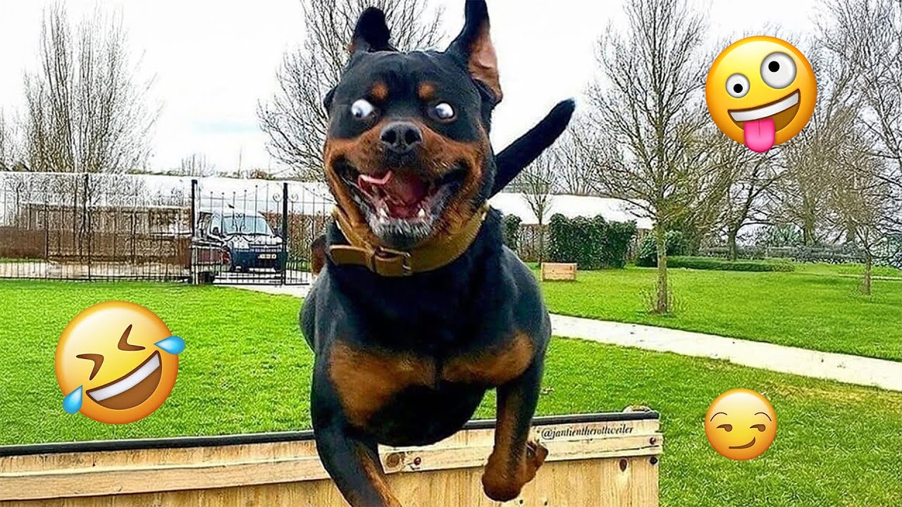 I dare you not to LAUGH at these FUNNY DOGS 😁🦮 - Best Funny Animals Videos 2025 #51