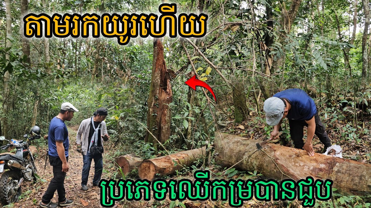តាមរកយូរហើយប្រភេទឈើកម្របានជួប