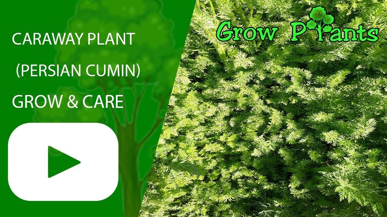 Caraway plant - grow, care & harvest (Persian cumin)
