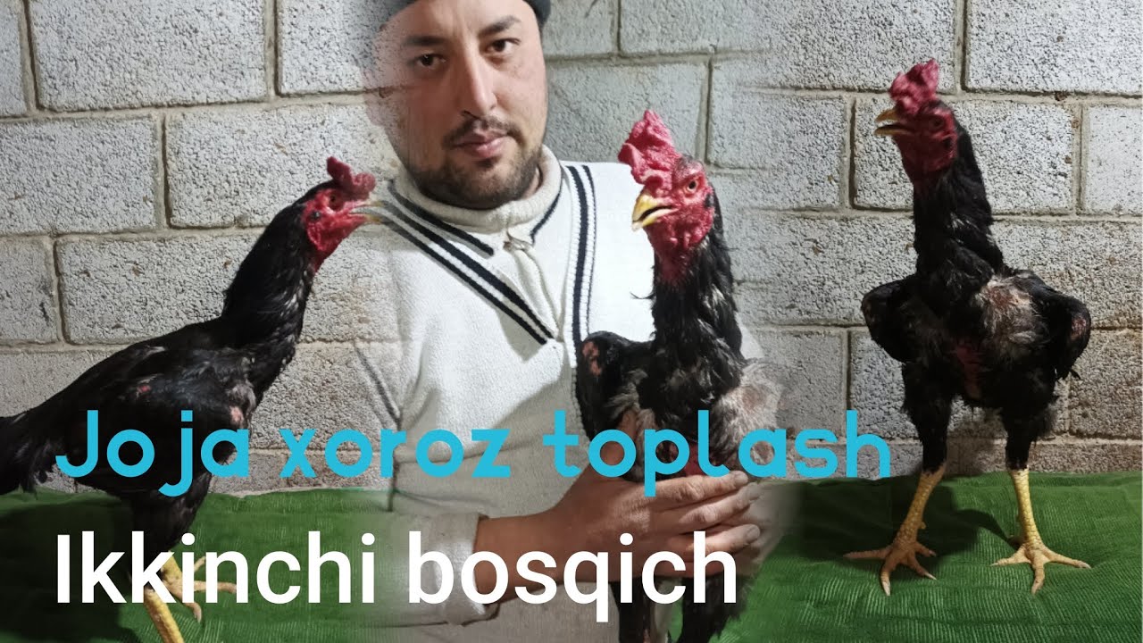 xoroz toplash 2 bosqich