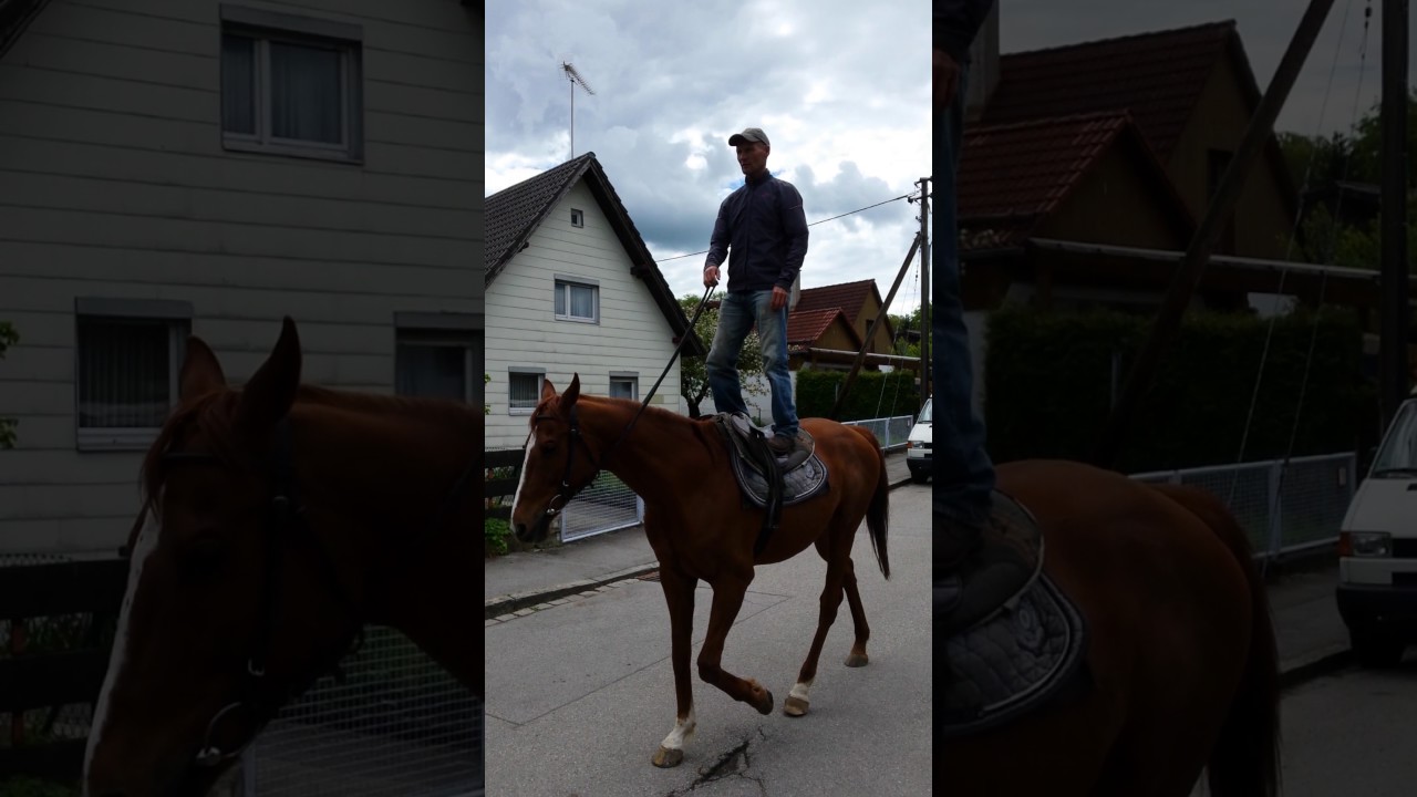 Vom Rennpferd zum Reitpferd