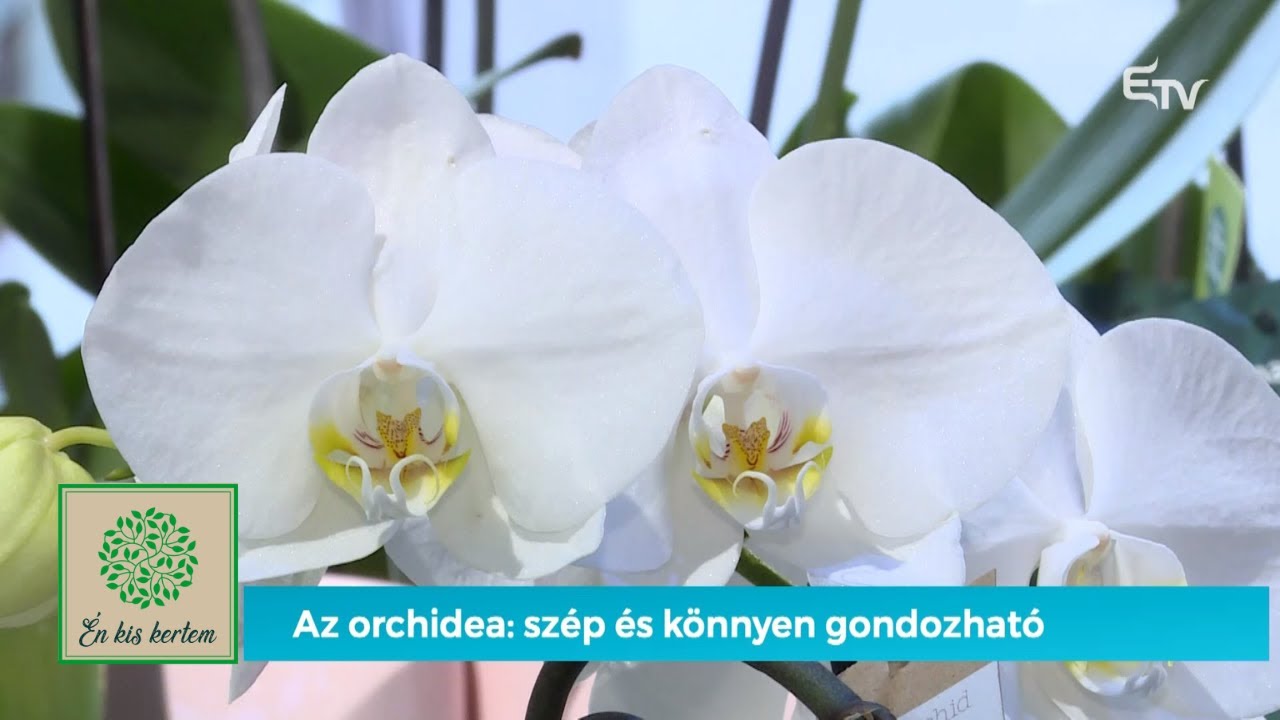 Az orchidea: szép és könnyen gondozható – Én kis kertem