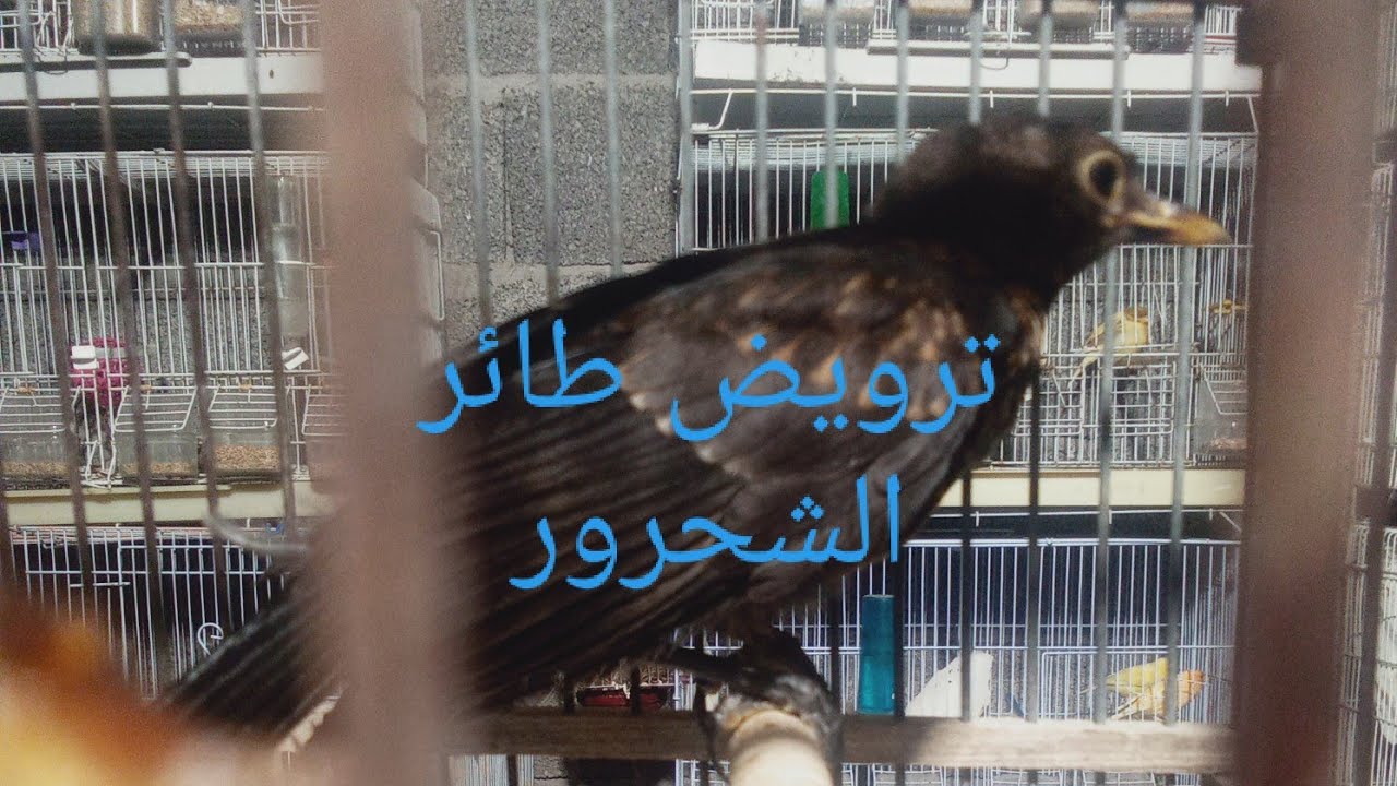 ترويض طائر الشحرور