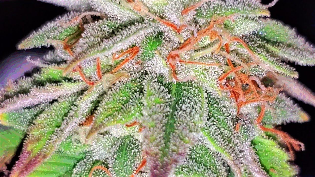 Dab172 flash Flowers