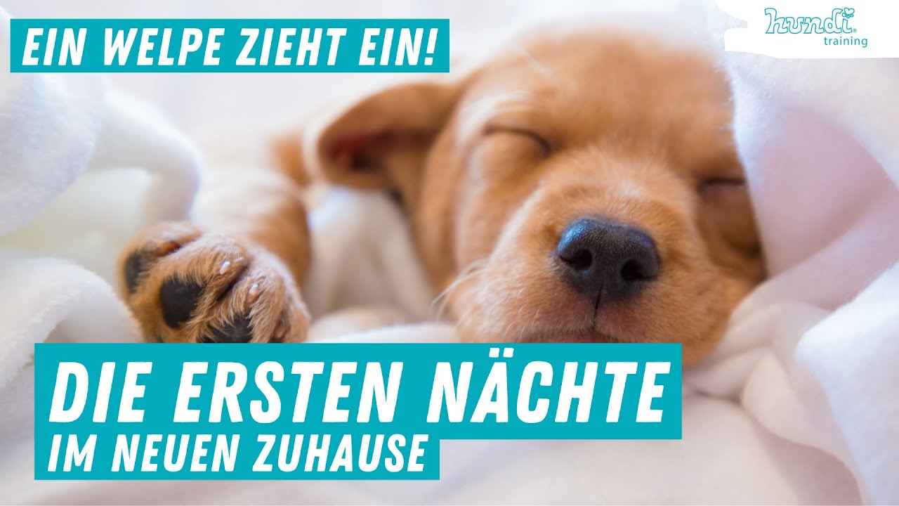 Ein Welpe zieht ein &ndash; Tipps f&uuml;r die ersten N&auml;chte mit Welpen im neuen Zuhause