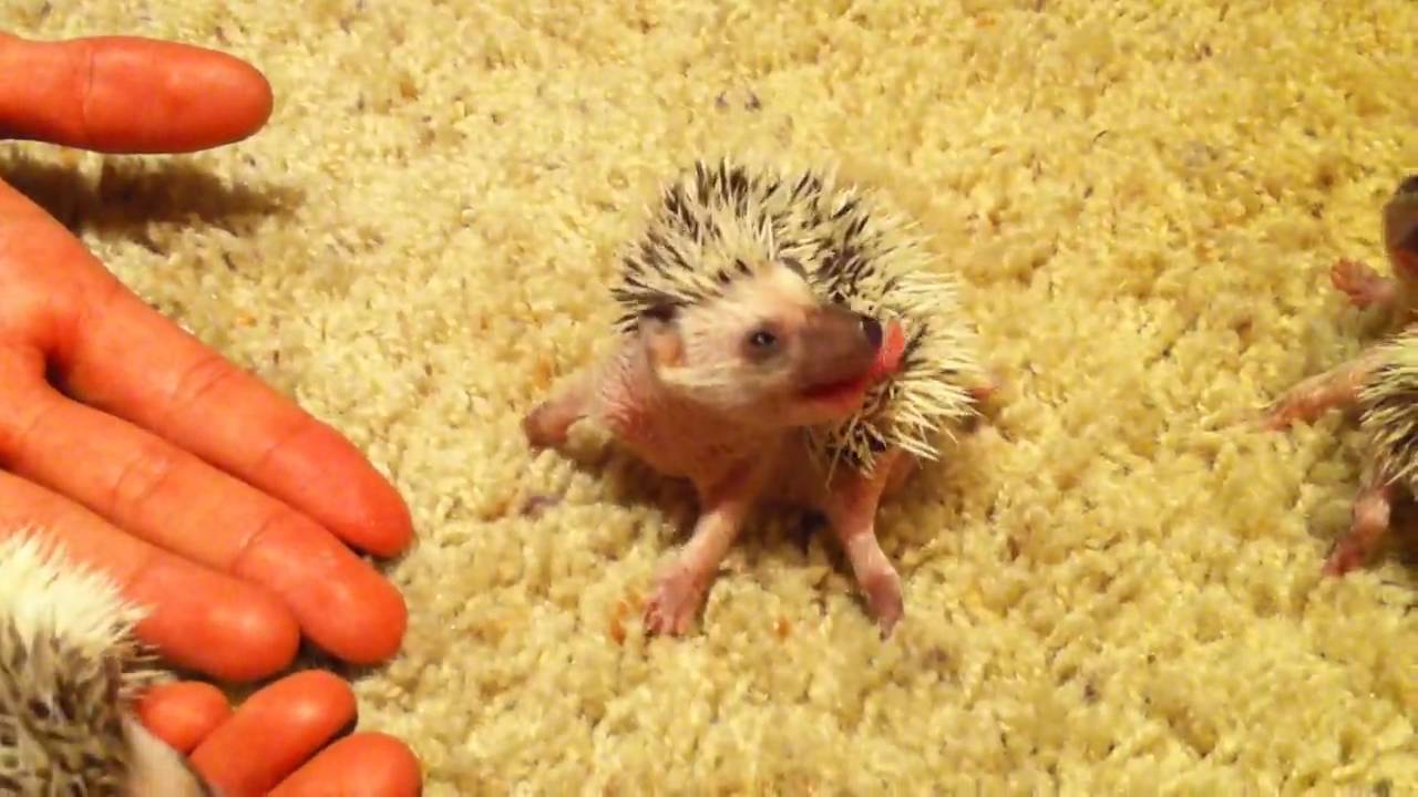 Hedgehog Babies