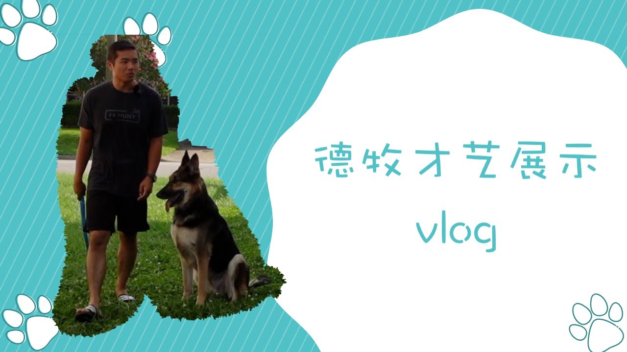 德牧才艺展示，下班后的训练VLOG
