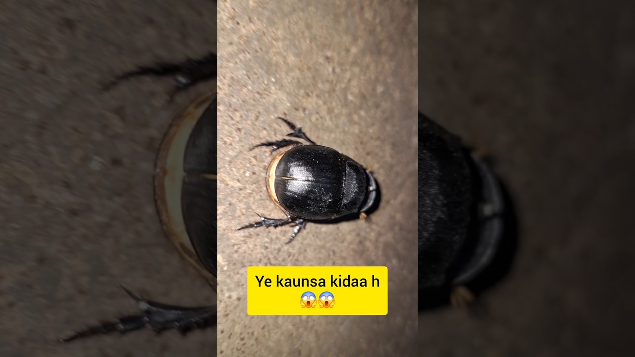 Dung Beetle | black Beetle so dangerous 😳 