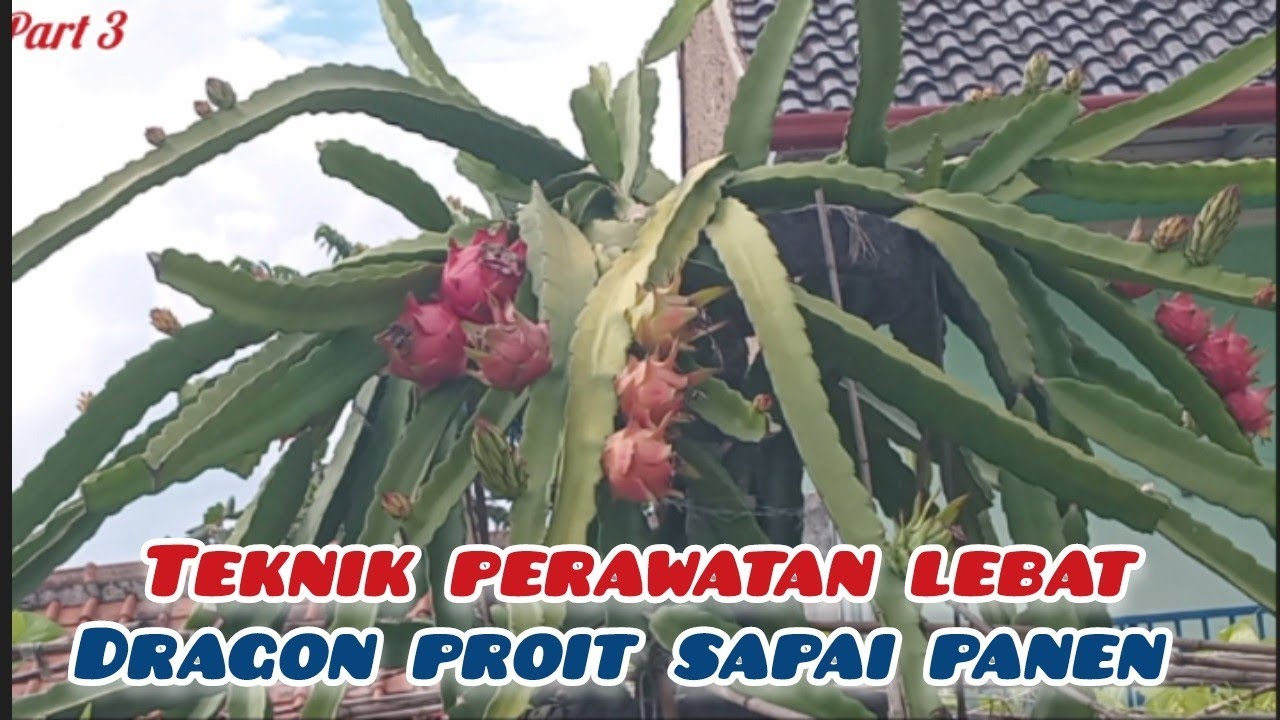 PERAWATAN BUAH NAGA MASA BERBUAH SAMPAI PANEN !! BUAH NAGA TAMBULAMPOT