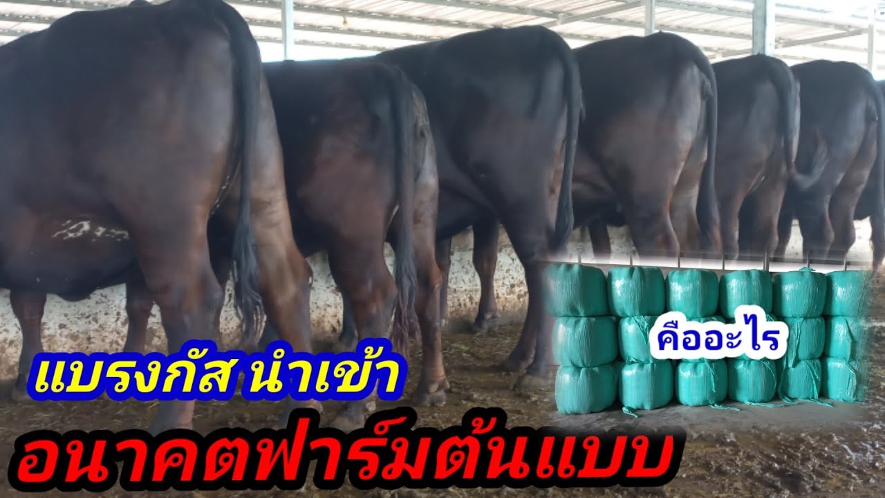 อนาคตคือฟาร์มต้นแบบแน่นอน/แบรงกัสนำเข้า/ที่สำคัญคือความพร้อมในทุกๆด้าน#พูดจาภาษาวัว