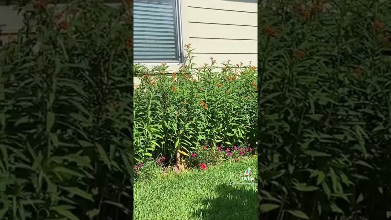 Plant your milkweed to grow Monarch butterflies