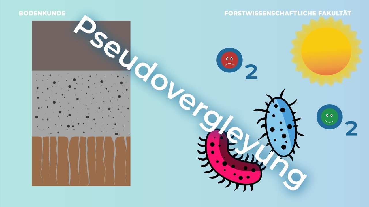 Bodenkunde verstehen – Pseudovergleyung