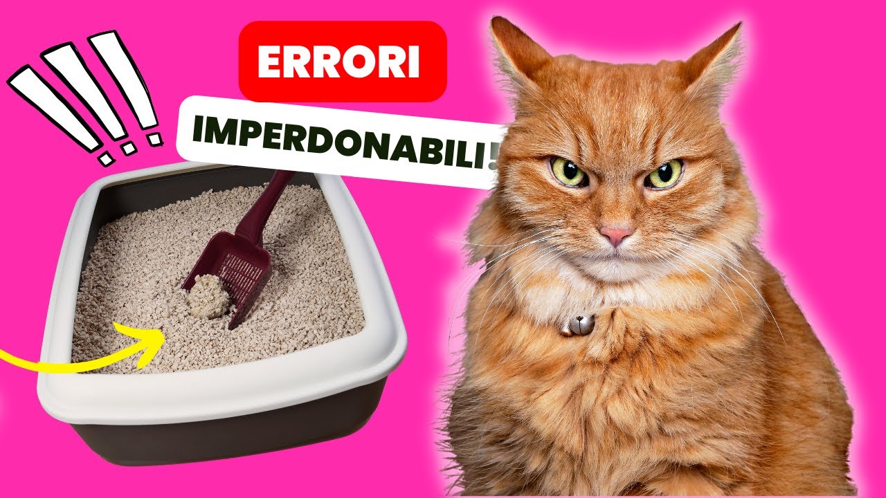 I 10 Sbagli Imperdonabili che stai Facendo con la Lettiera del tuo Gatto (E Come Evitarli)