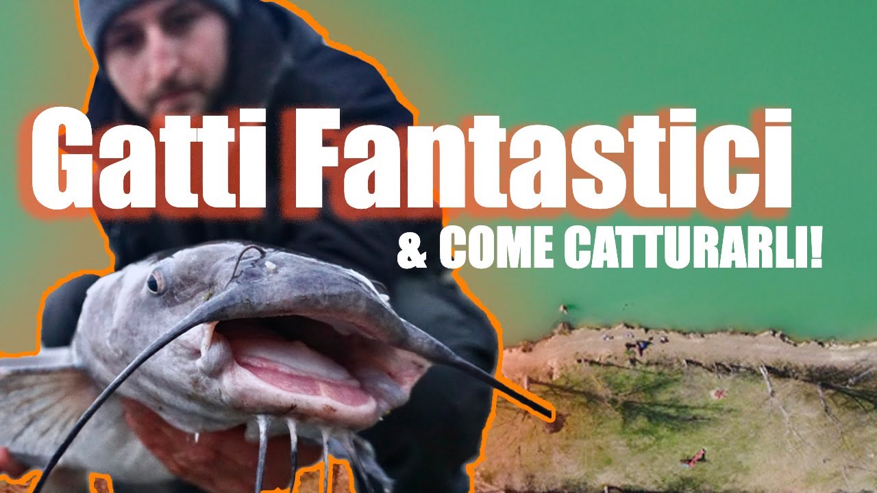 PESCARE in CAVA grossi PESCI GATTO!! (Tutorial innesco con Fishing Senpai)