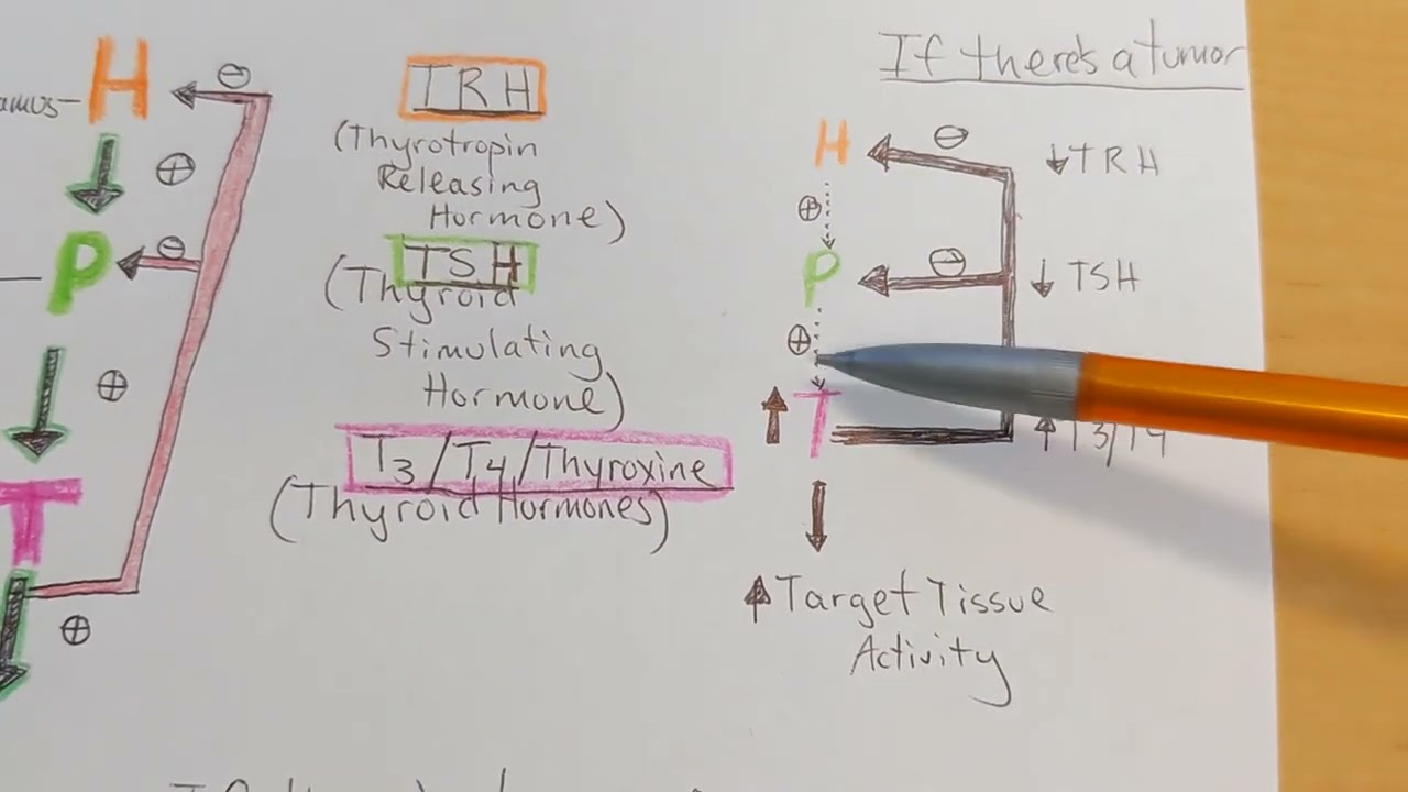 HPT Axis Summary