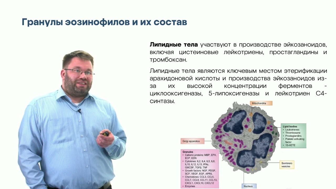Молекулярная иммунология. Глава 4. Часть 3