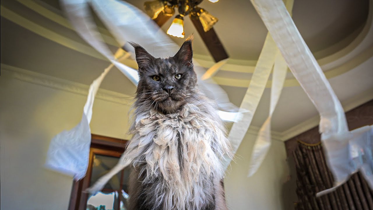 My hooman thought I would fall for it.