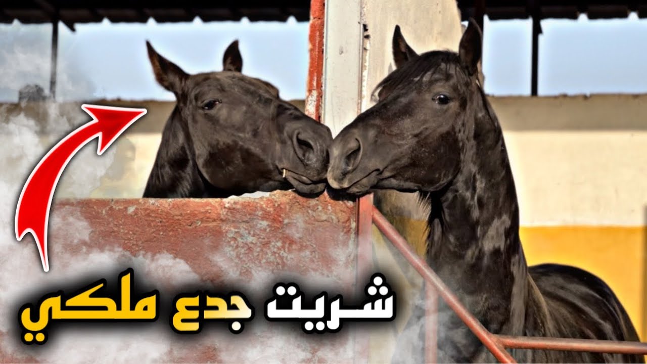 🚨شـريت جـدع ملكي عندوا 20 شهر 😍 باركوا ليا ألحباب … واش ملكي ولا لا 🫣