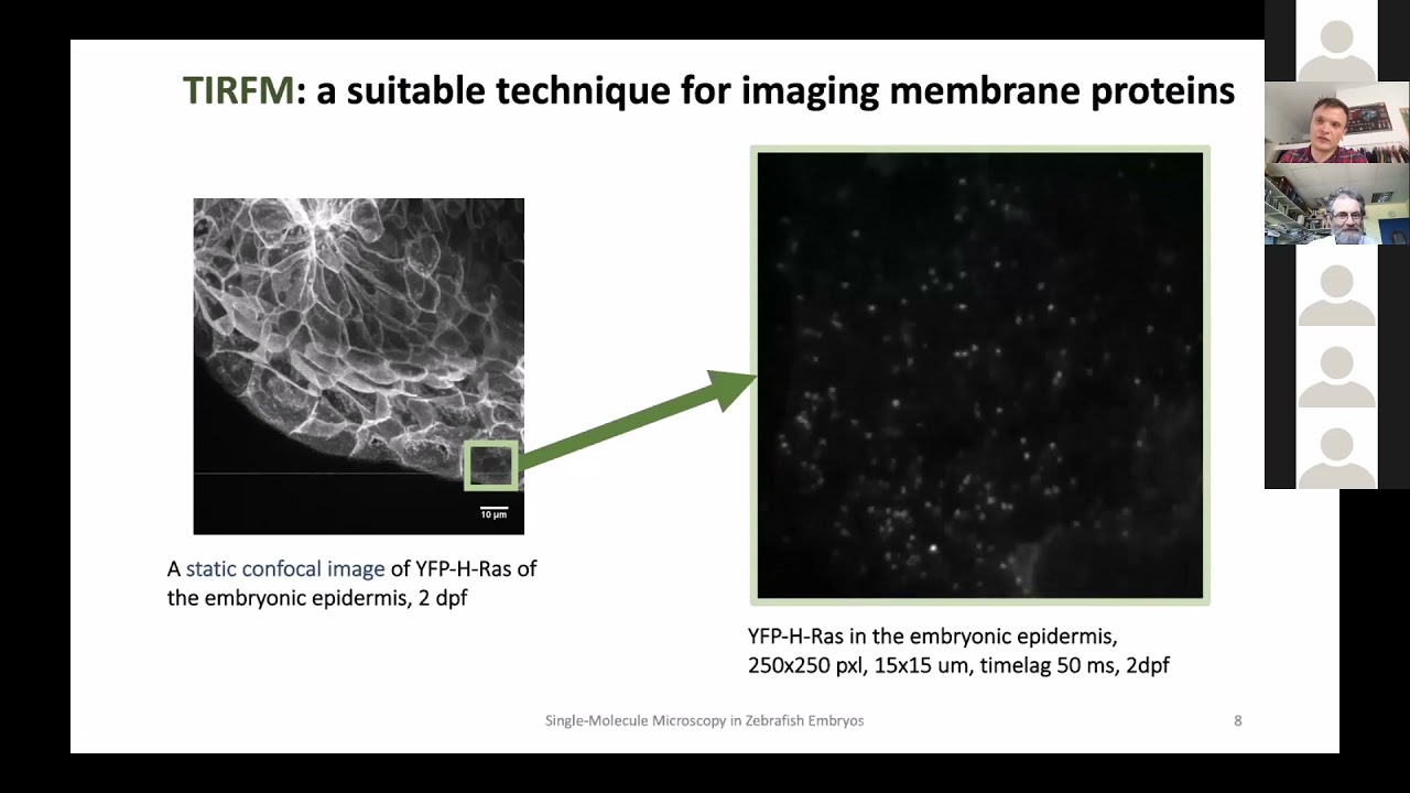 Single-molecule microscopy in Zebrafish embryos