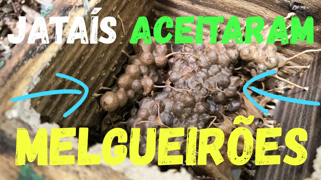JATAÍS ACEITARAM OS MELGUEIRÕES#jataís#aceitaram#melgueirão#produção#mel