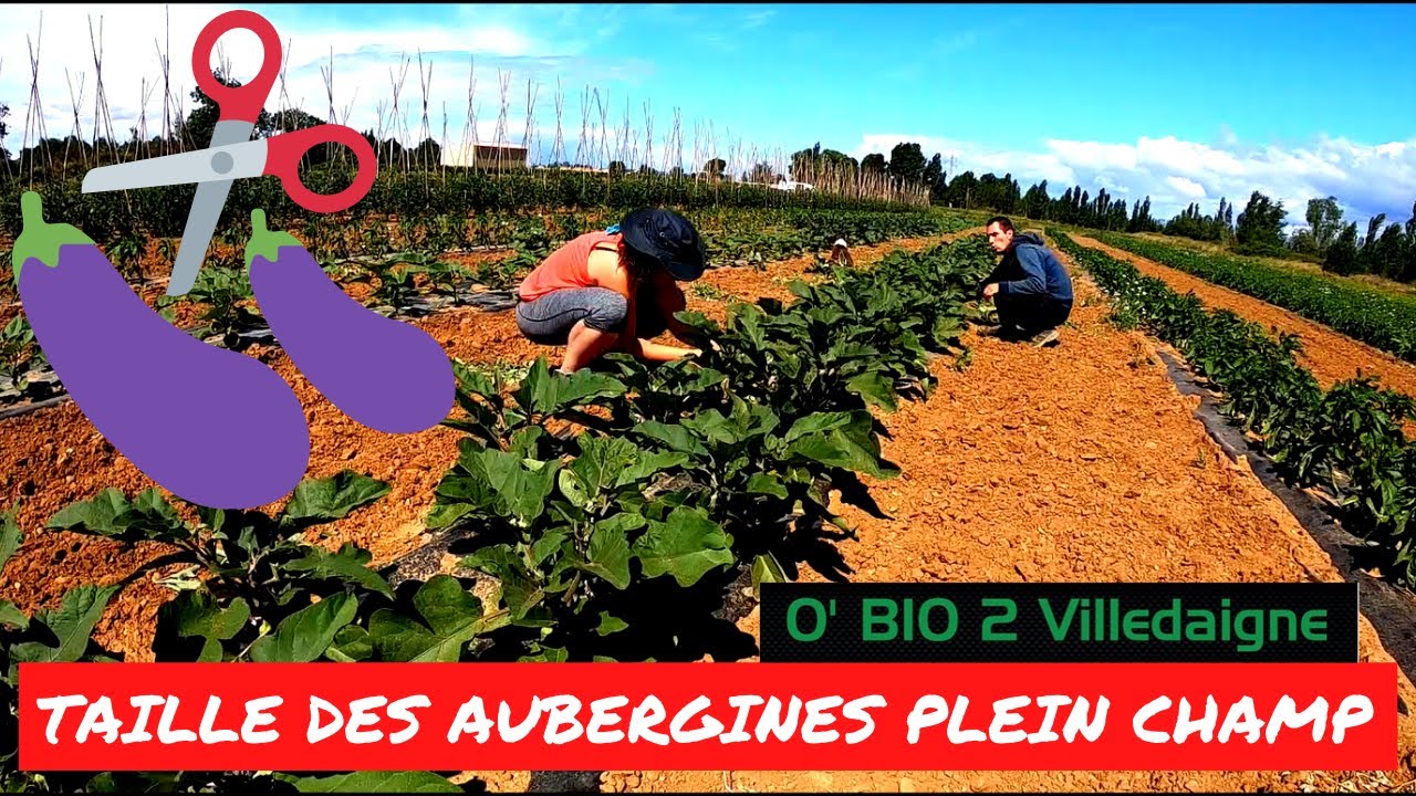 TAILLE  des aubergines de plein champ, je vous montre comment faire