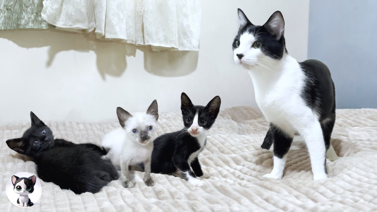 Му старшая кошка с большой любовью обнимает озорных крошечных котят, не состоящих в кровном родстве.