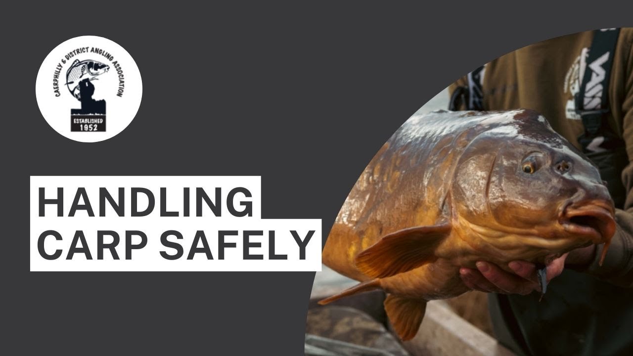 Handling carp safely.