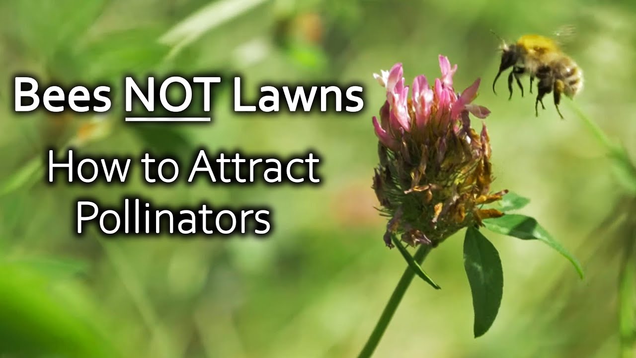 Bees Not Lawns! How to Attract Pollinators