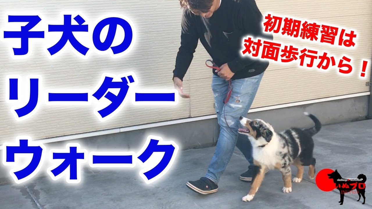 子犬のリーダーウォーク【実践】まずは対面歩行から！　PSDドッグサポートセンター　いぬプロ　inupro  子犬のしつけ　教育　パピートレーニング